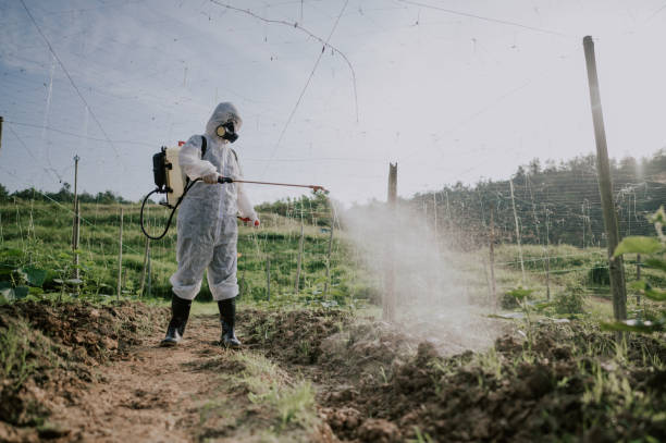 Best Commercial Pest Control Services  in El Cerro Mission, NM