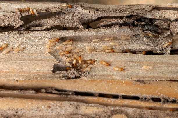 Best Emergency Pest Control  in El Cerro Mission, NM