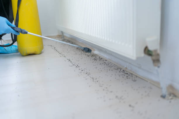 Best Flea Control Services  in El Cerro Mission, NM